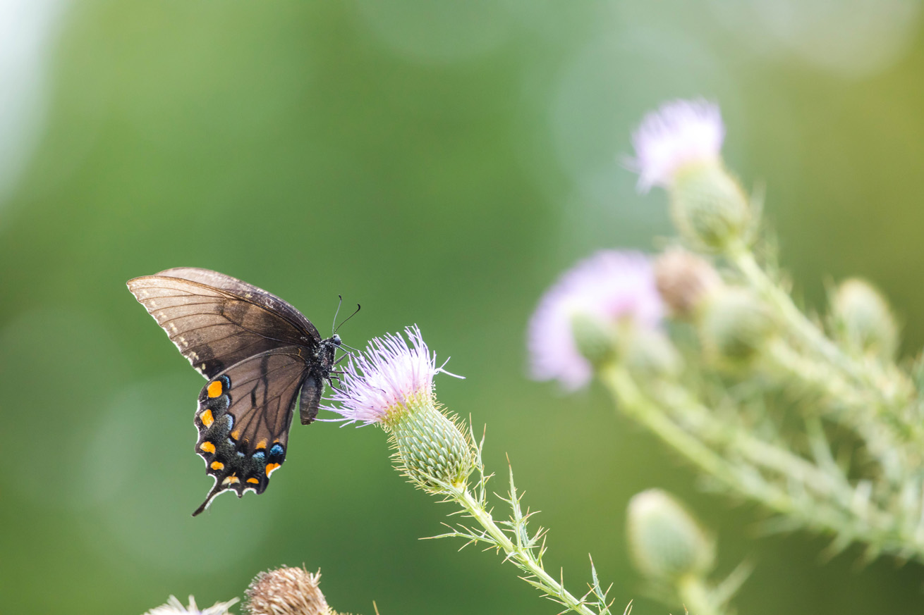 Dark-morph female tiger swallowtail on thistle