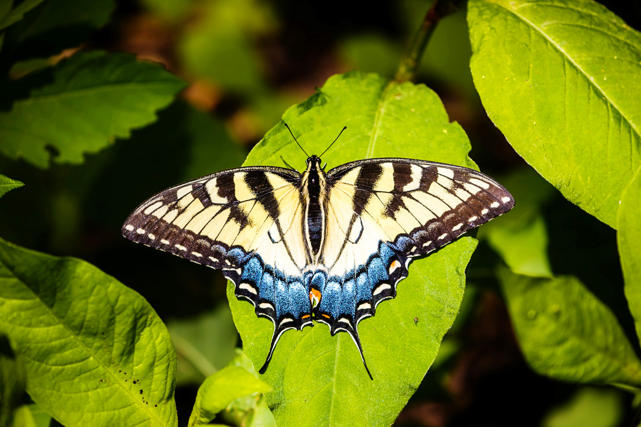 Conventional yellow-morph female perched open-winged