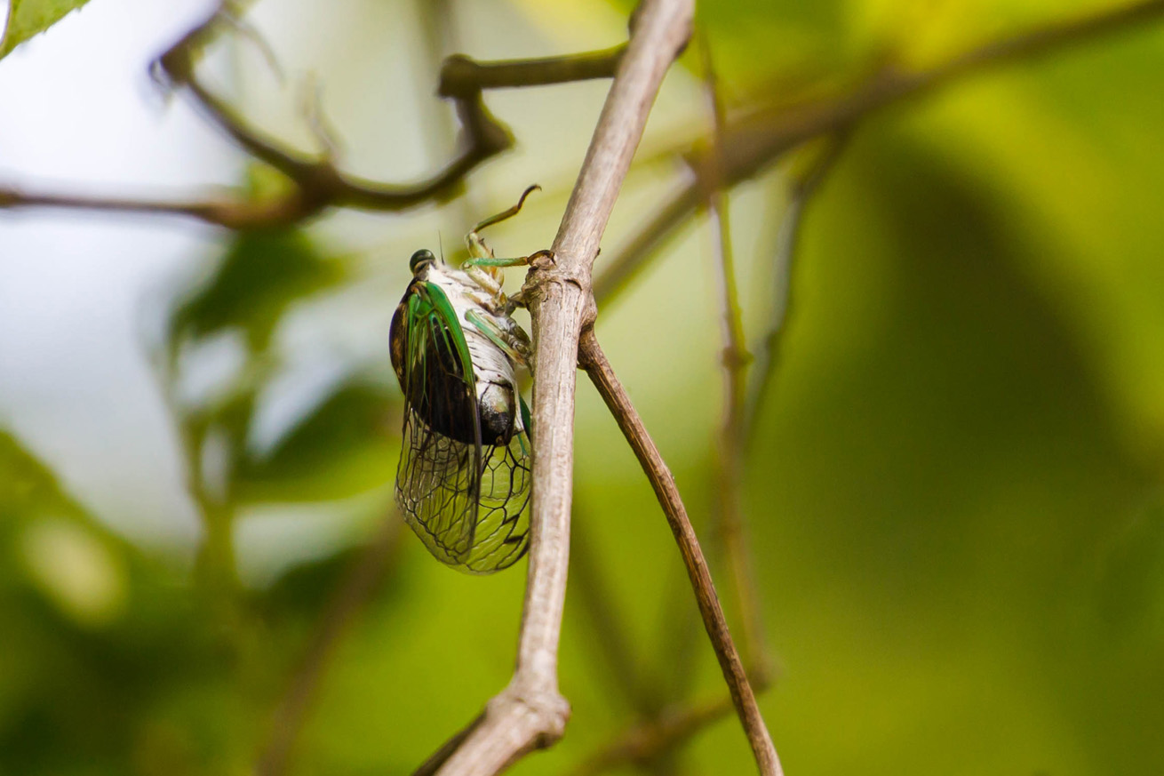 Swamp Cicada