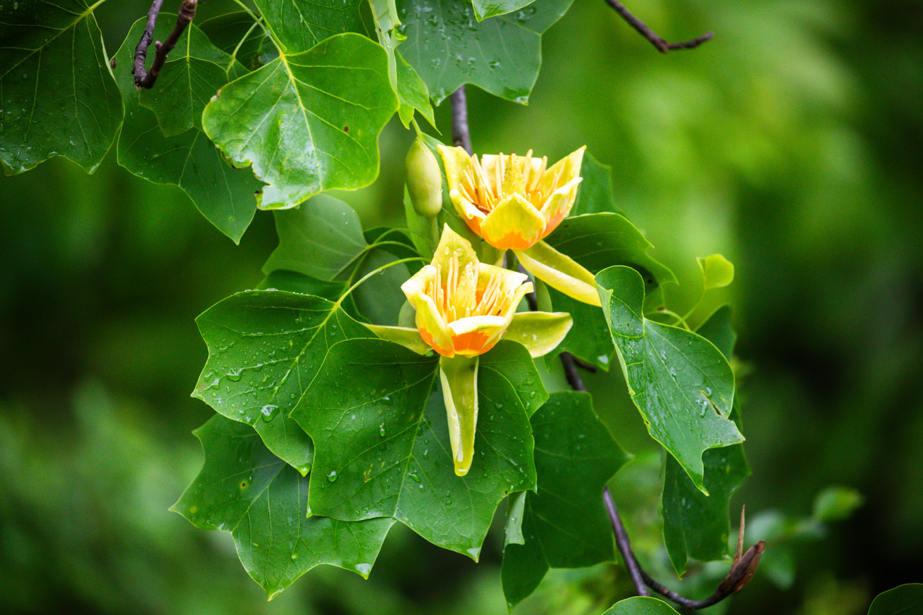 Tulip Poplar