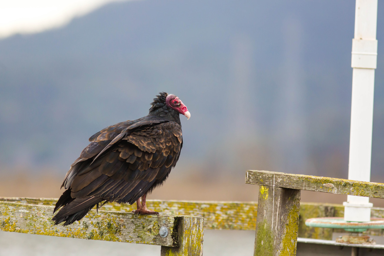 Turkey Vulture
