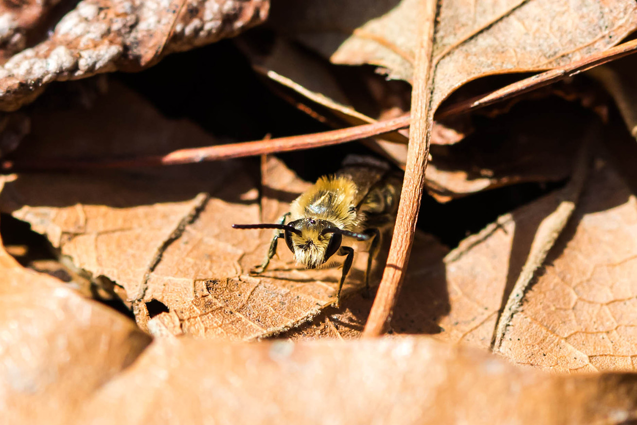 Unequal Cellophane Bee In Leaves