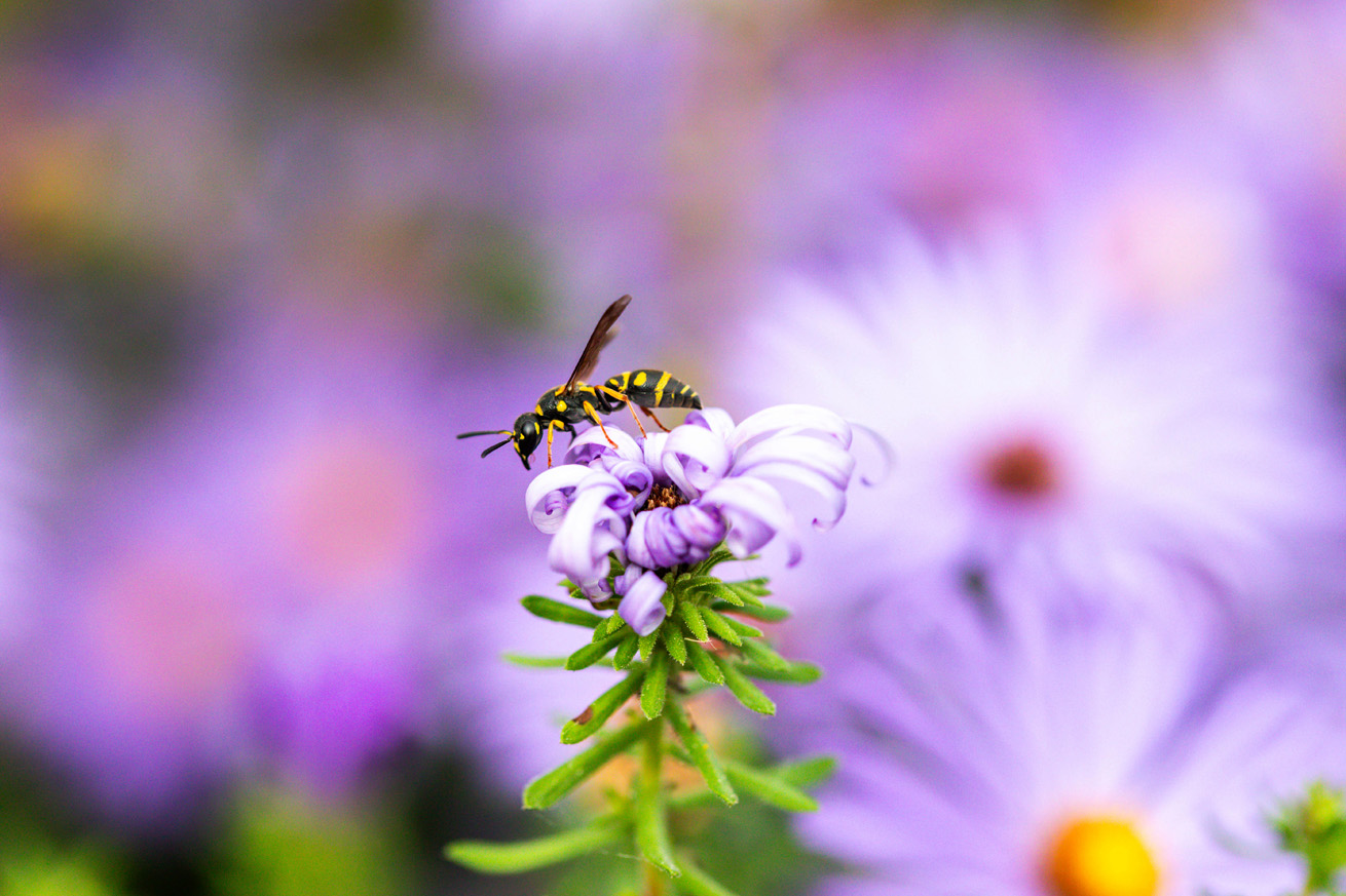 Black and yellow wasp on a curled-up purple flower