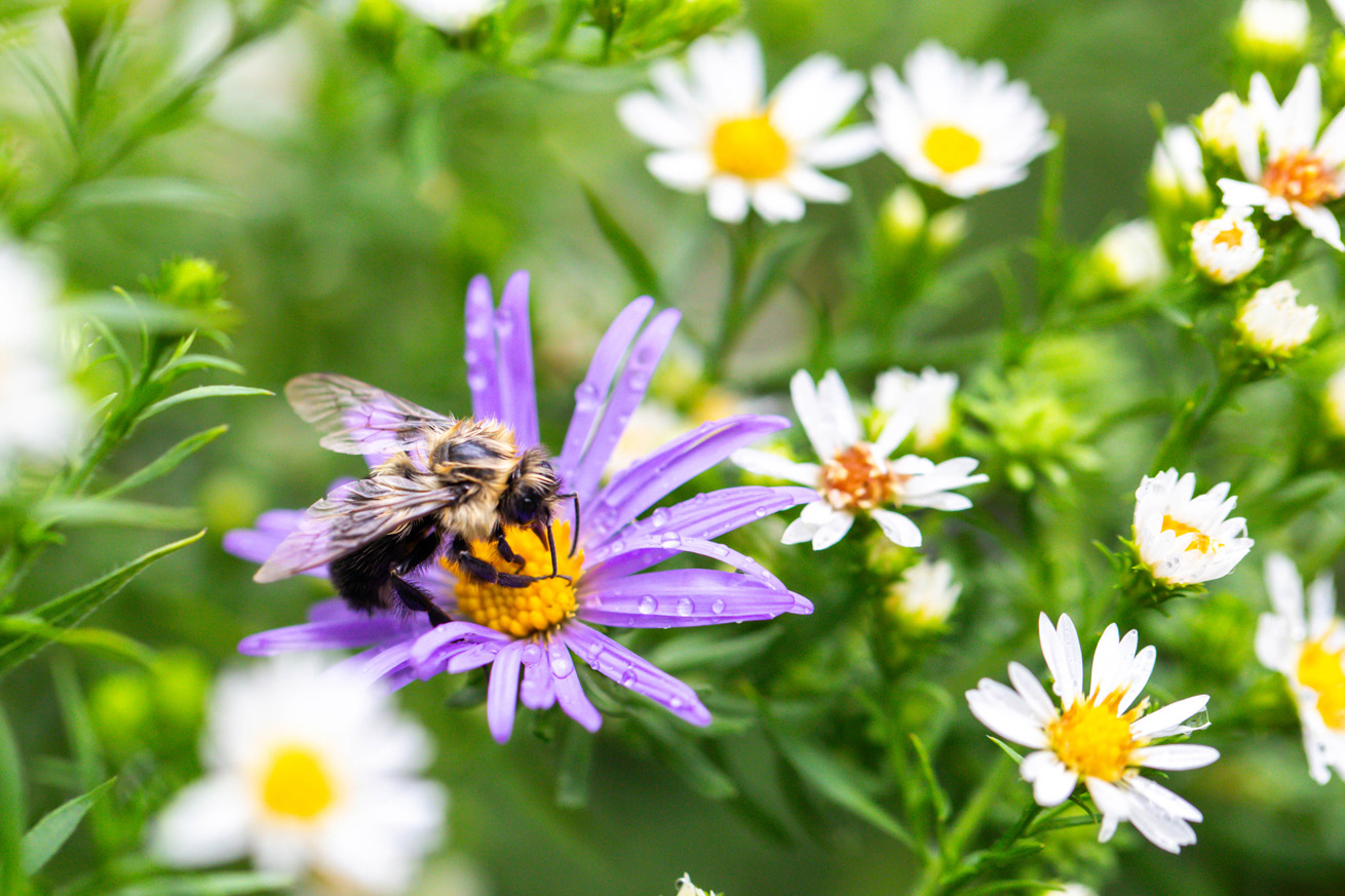 Bumble bee with its hair matted down by water on a purple flower covered in raindrops