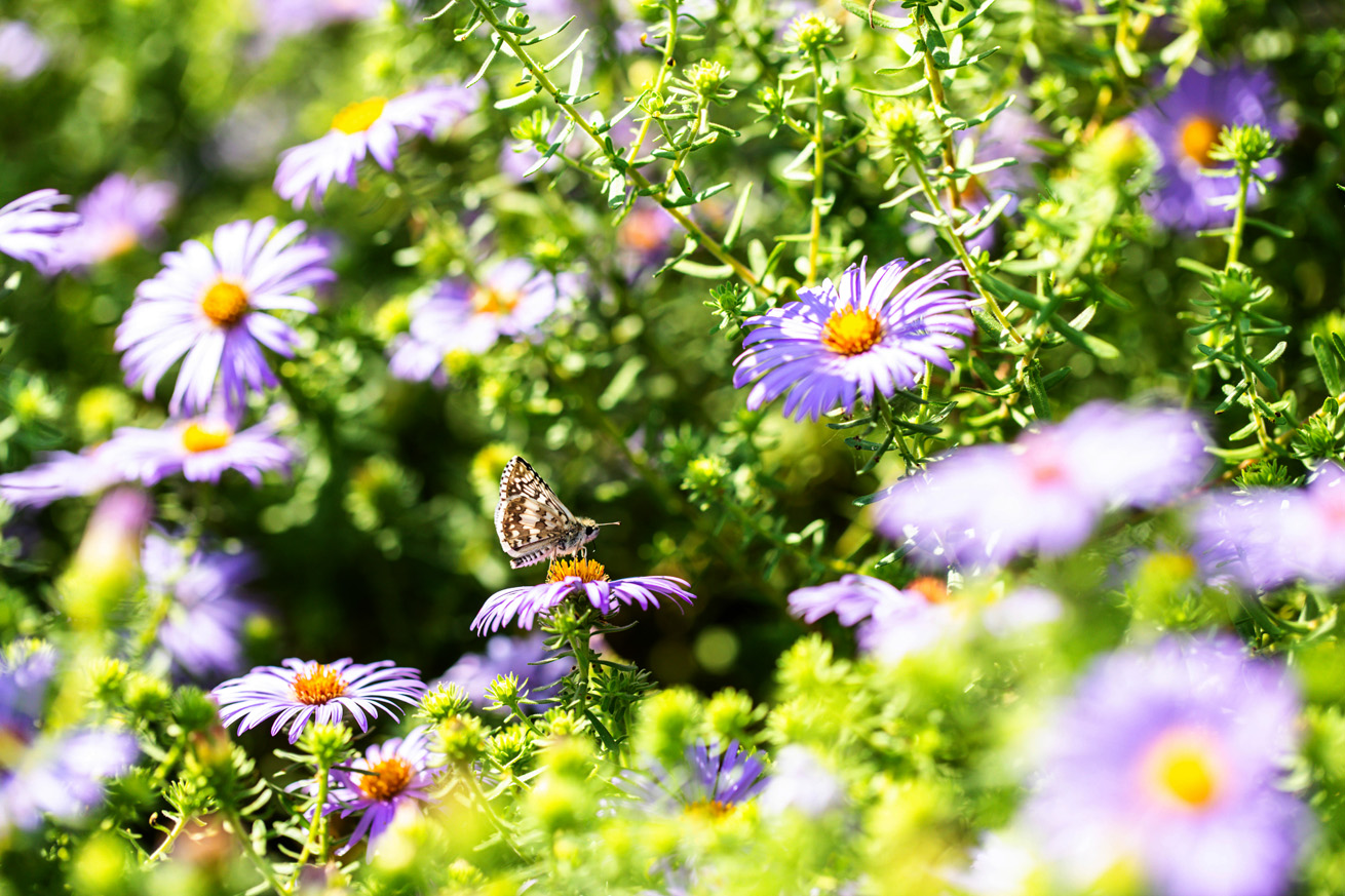 A small brown and white checkered butterfly on a lavender flower
