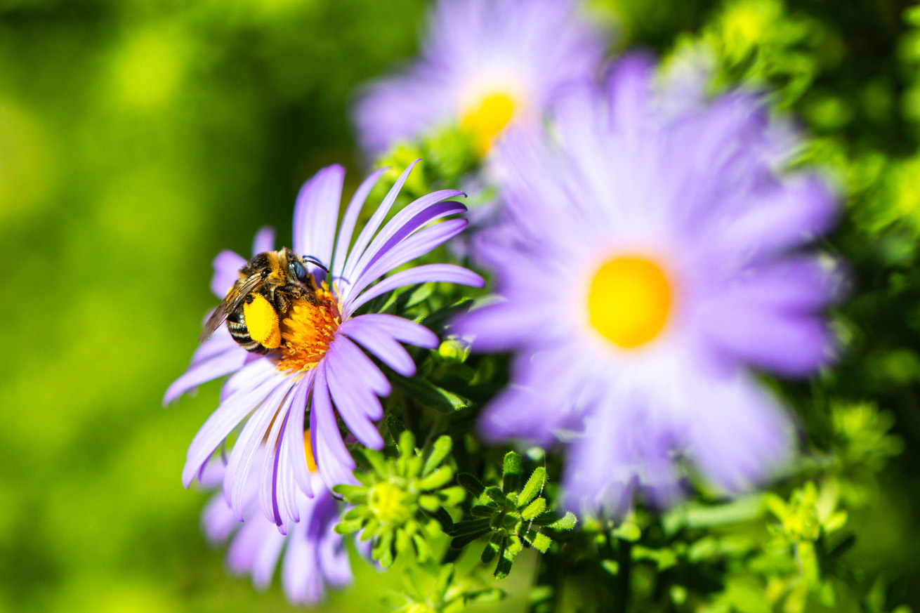 Drury S Long Horned Bee