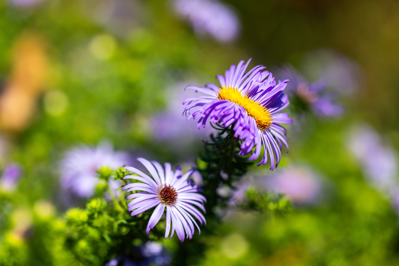 Fringed purple flower with an oblong bright yellow center