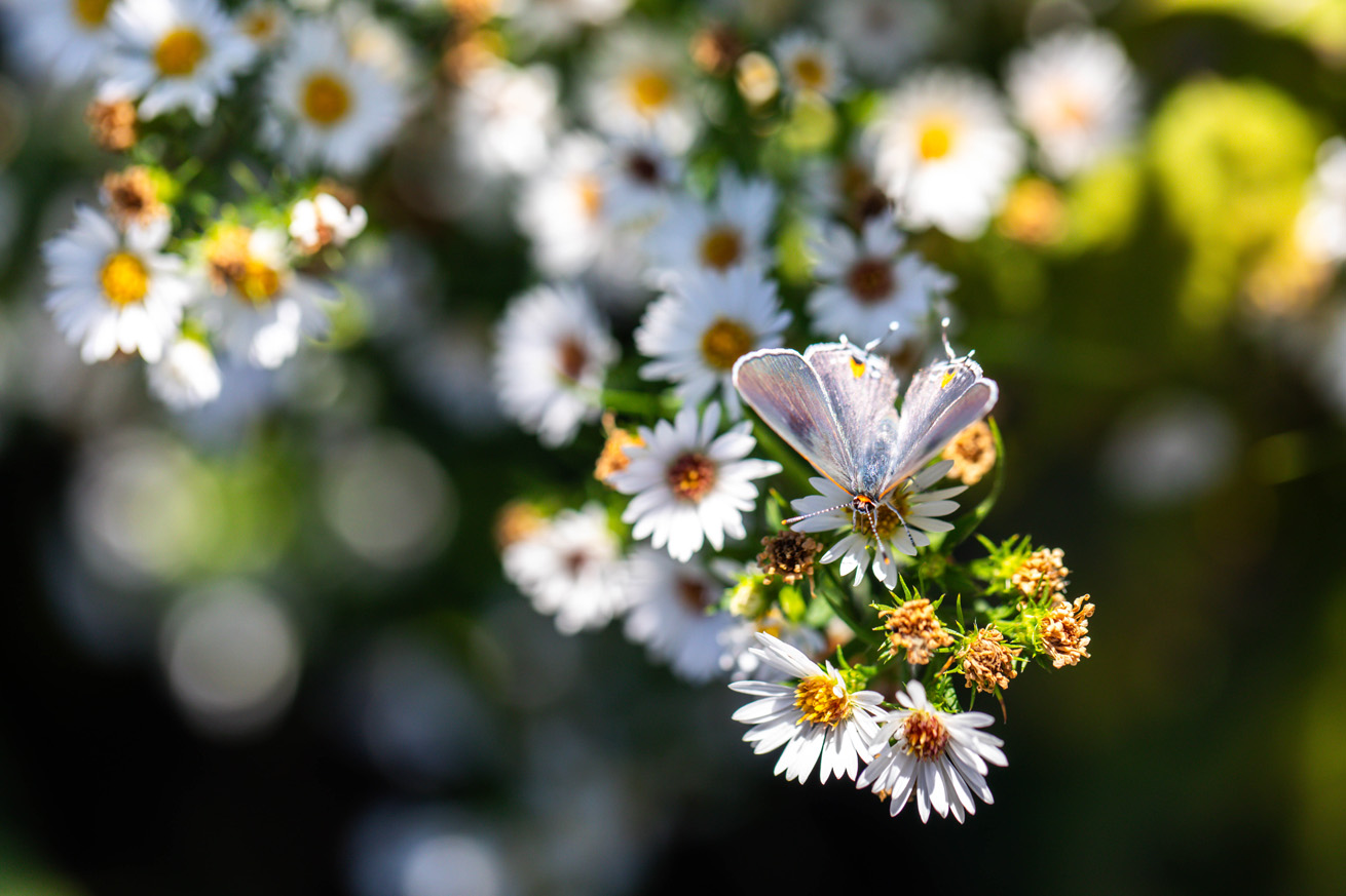 Shiny gray butterfly with open wings on a daisy-like flower