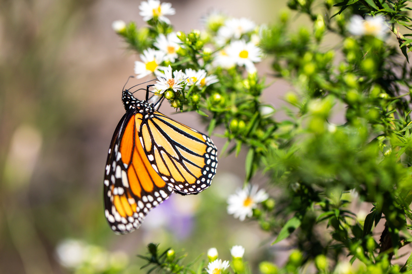 Monarch on a white flower