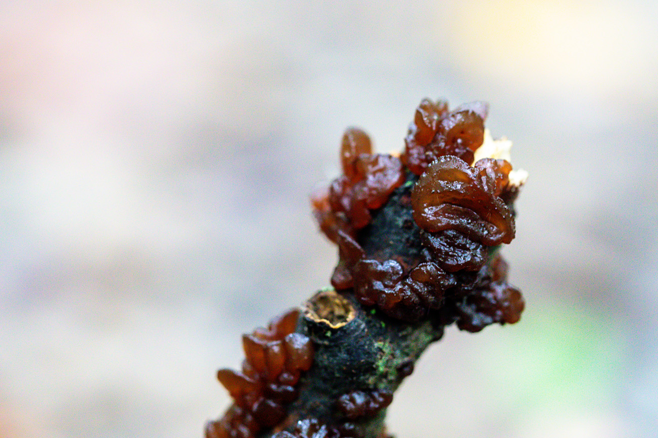 A dark orange jelly-like substance on a piece of log