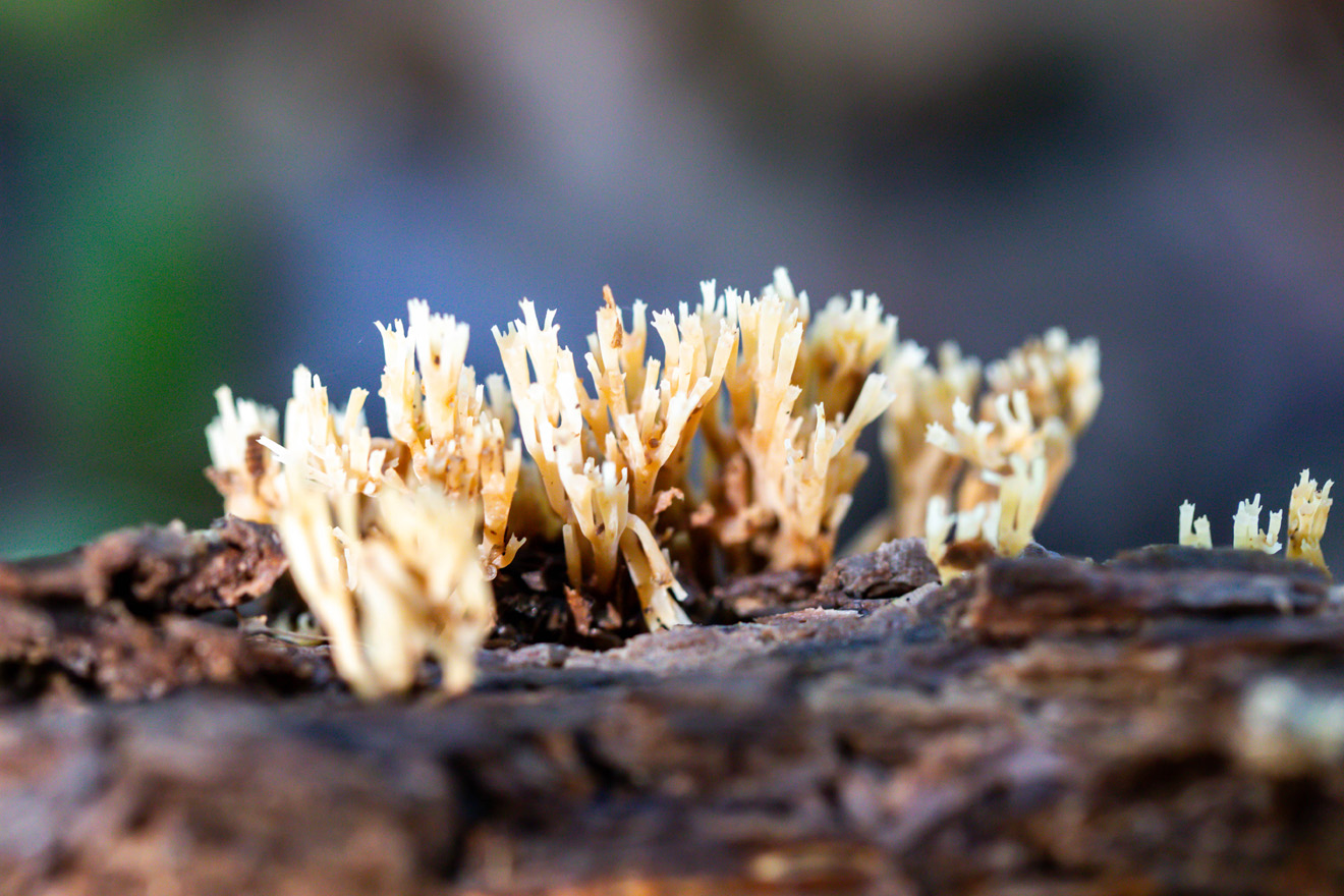 Straw-colored clumps of fungus with crown-like tops