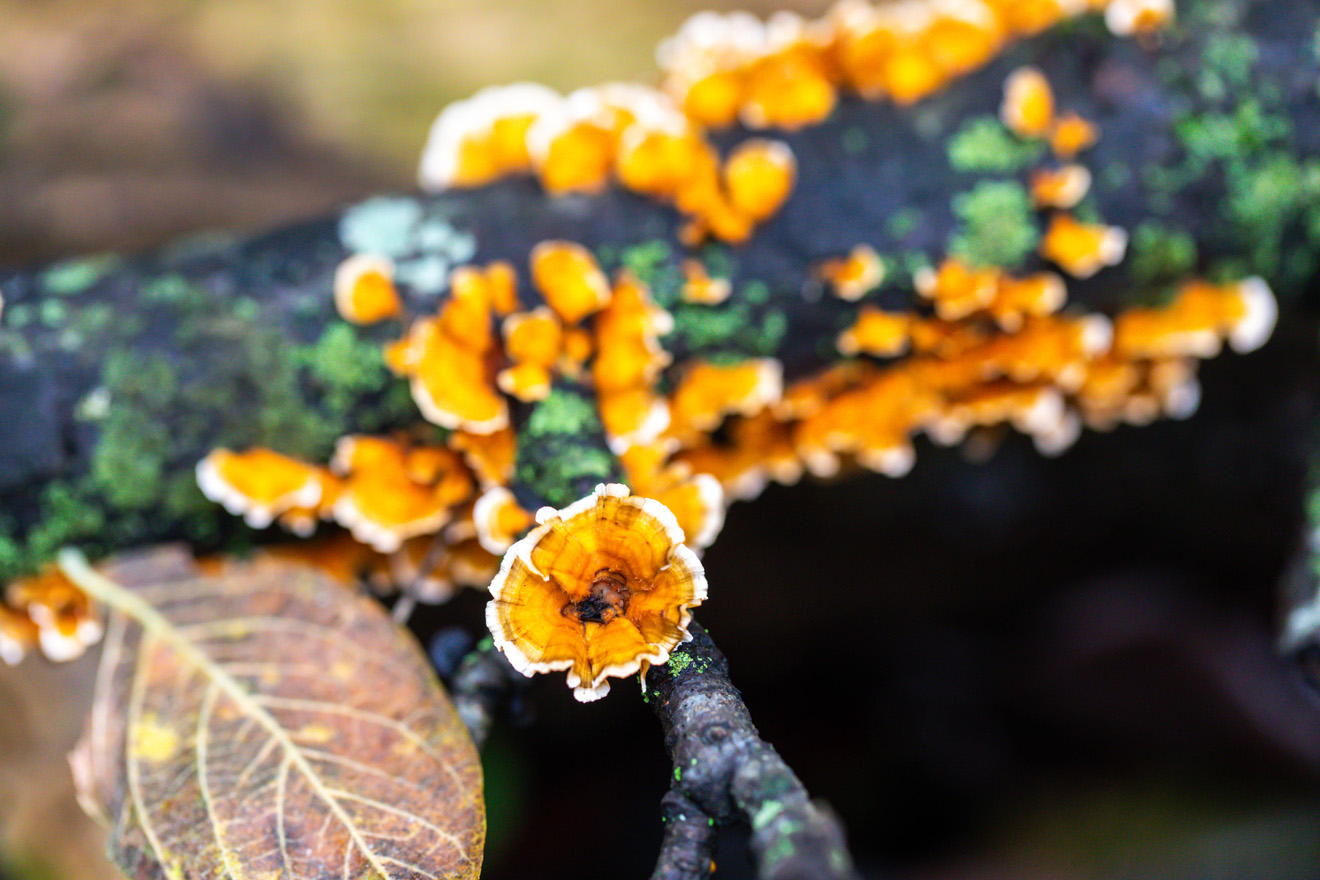 Orange bloom-like fungus clustered on a log with lichen and moss