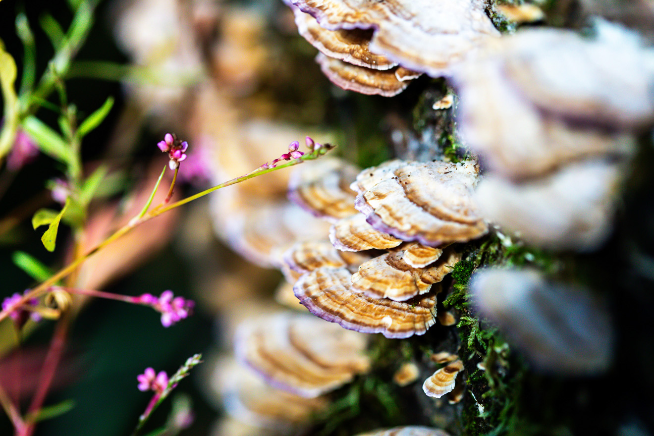 Shelf-like fungus with white, light brown, and violet bands