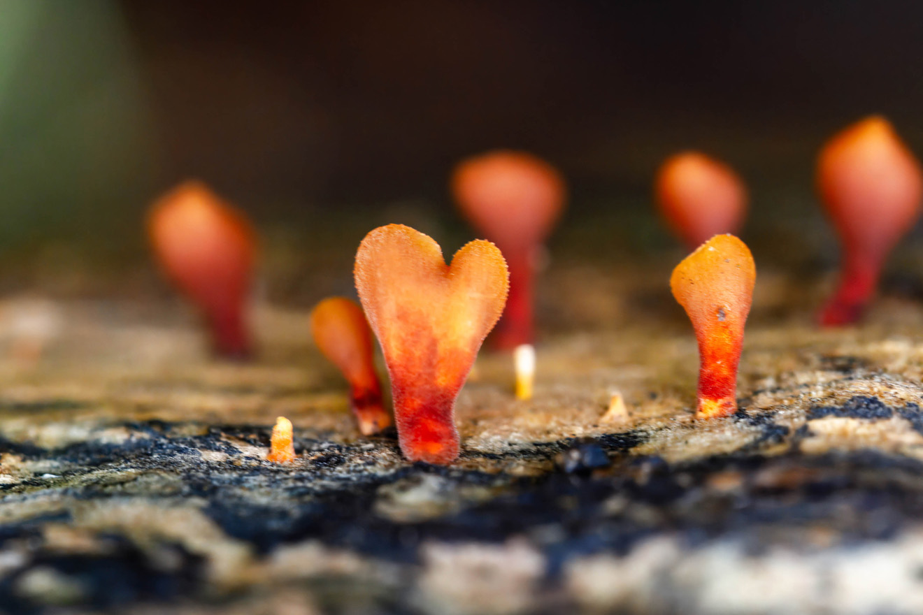 Red heart-shaped fungi growing from a log