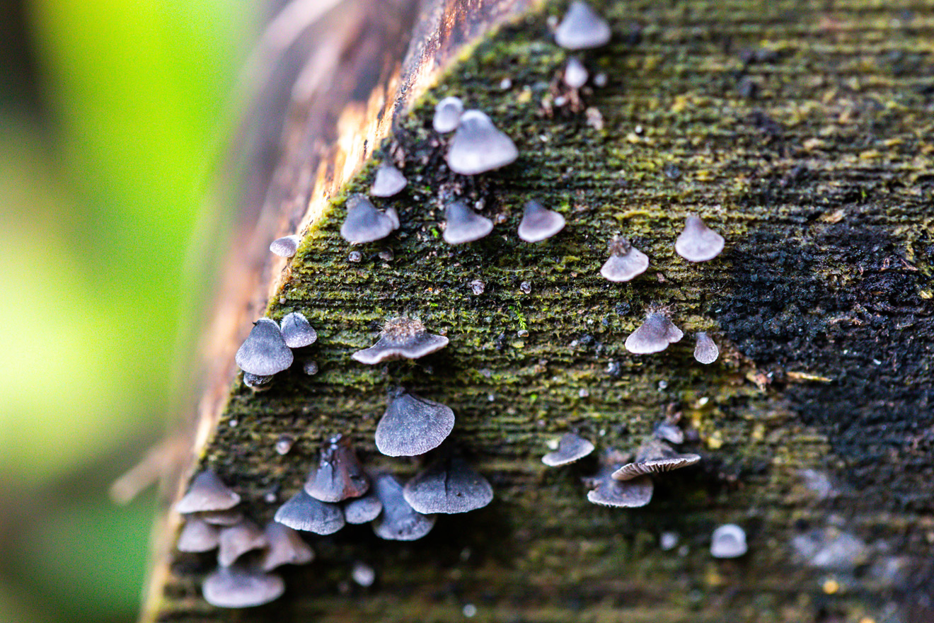 Small purple mushrooms on the side of a log