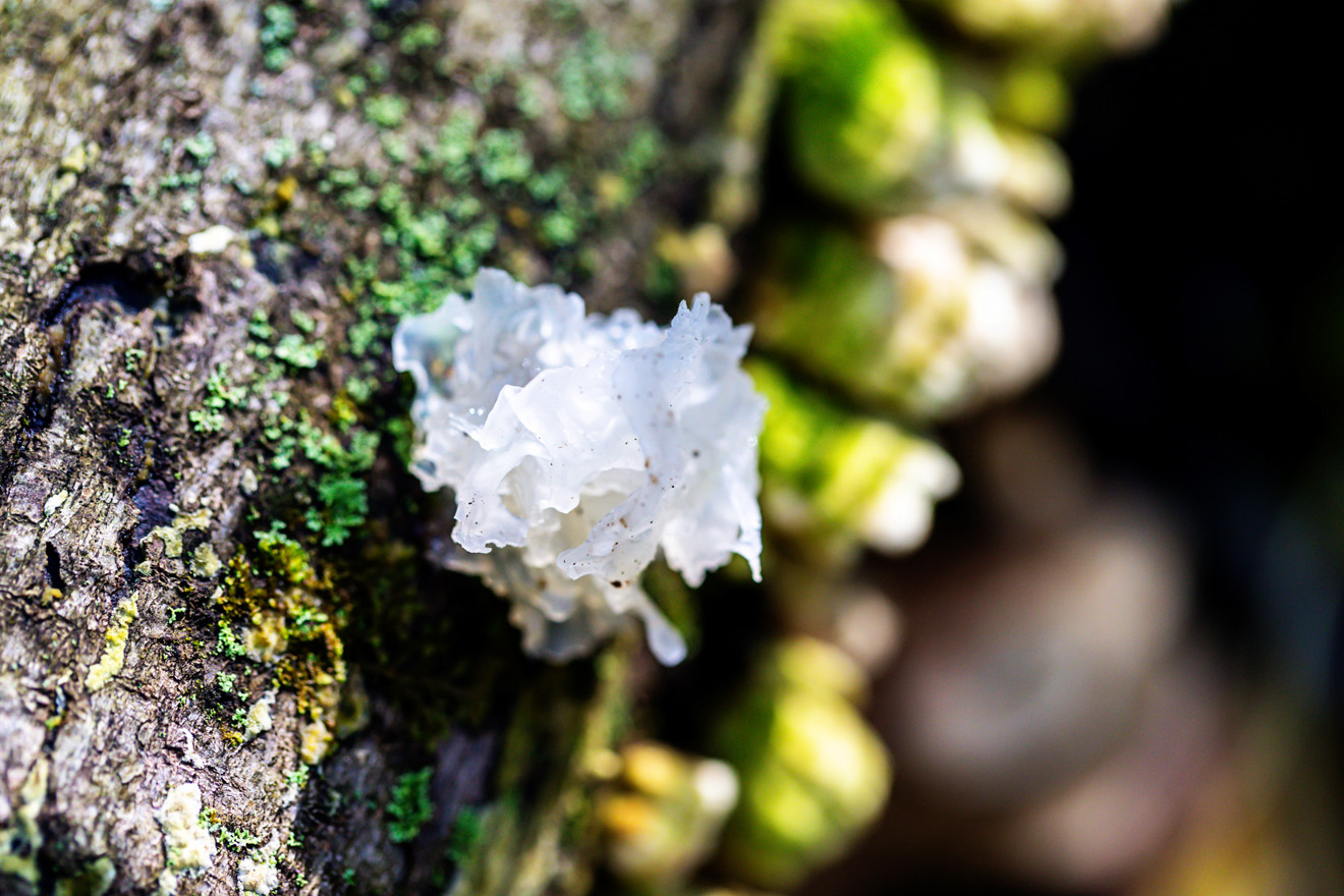 A white-and-translucent gelatinous blob