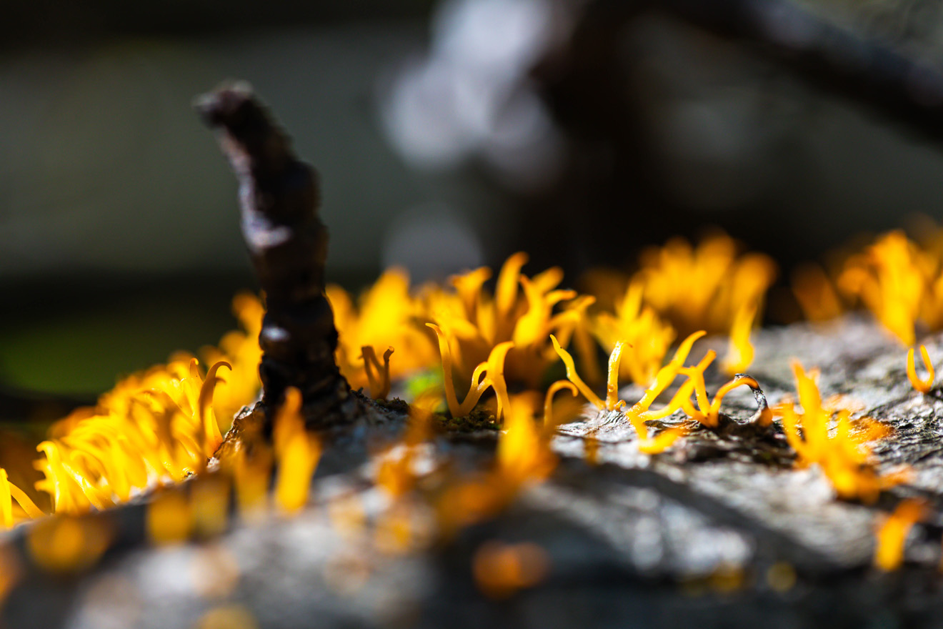 Bright orange finger-like fungi