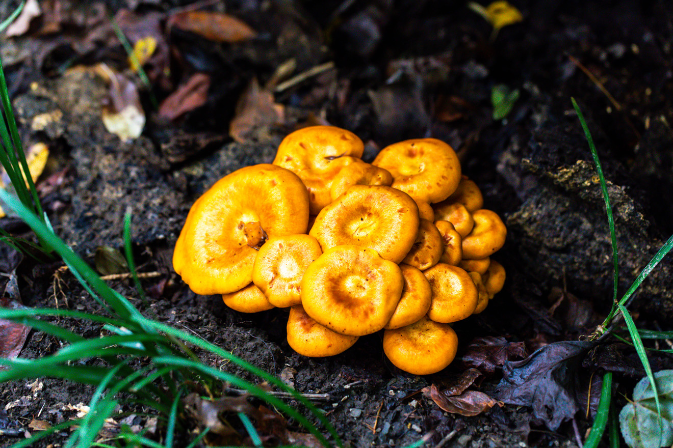 A clump of round mushrooms the color of pumpkins