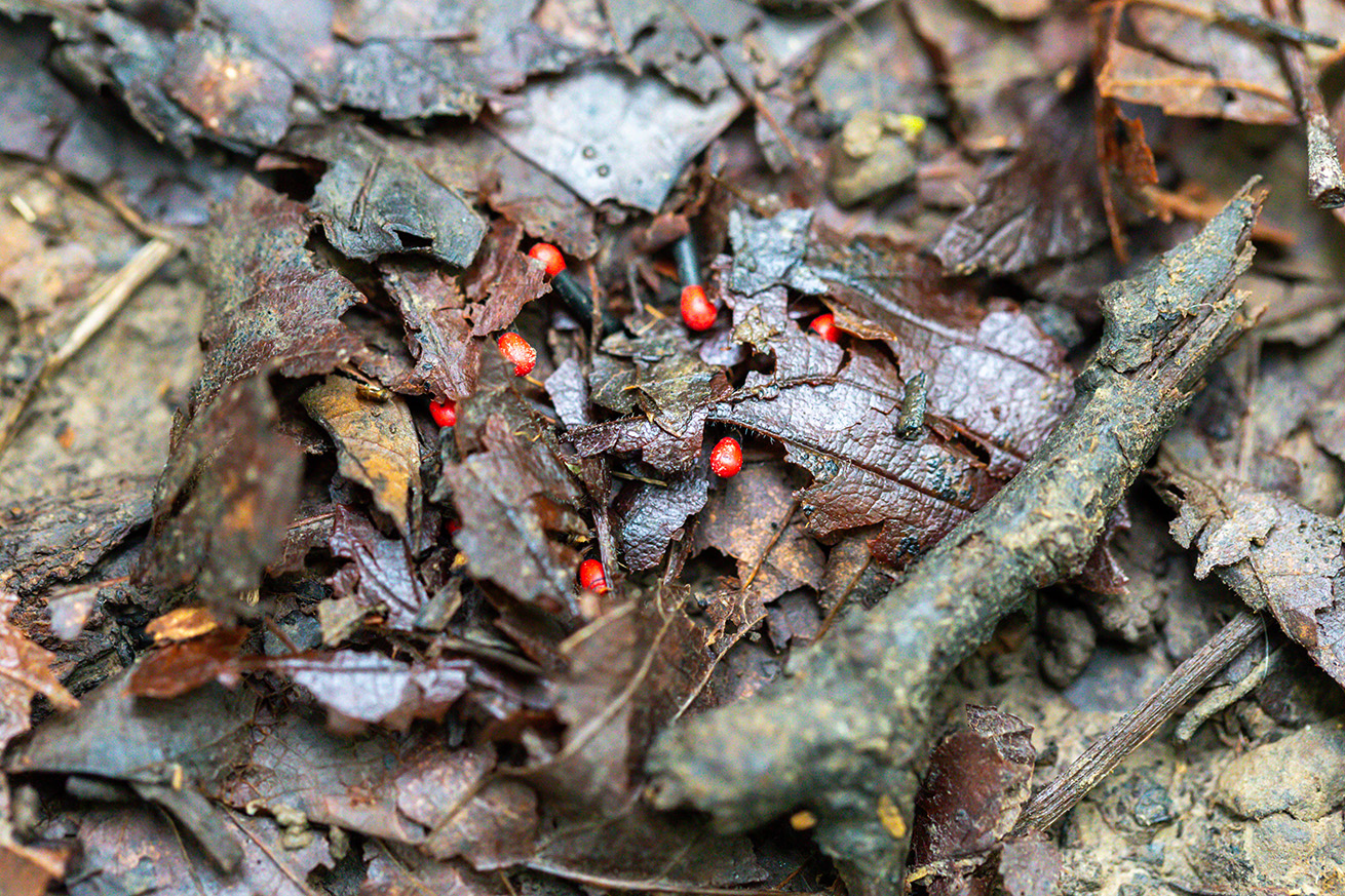 Black stalks with red caps under wet leaves