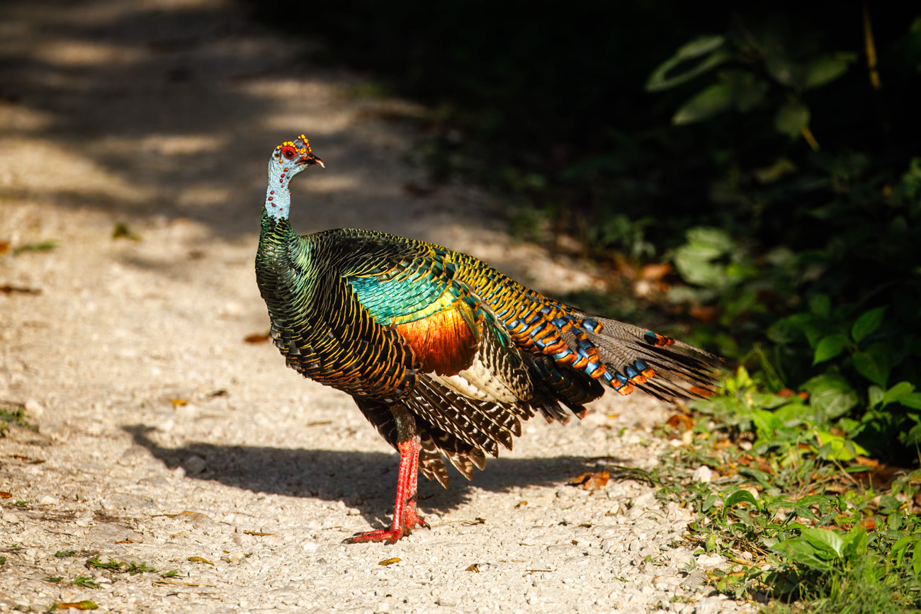 NatureZen: Lifer of the Month Club at Overton Park Conservancy | 3 A turkey with a blue head with red warts and shining feathers of many colors poses in a patch of sun