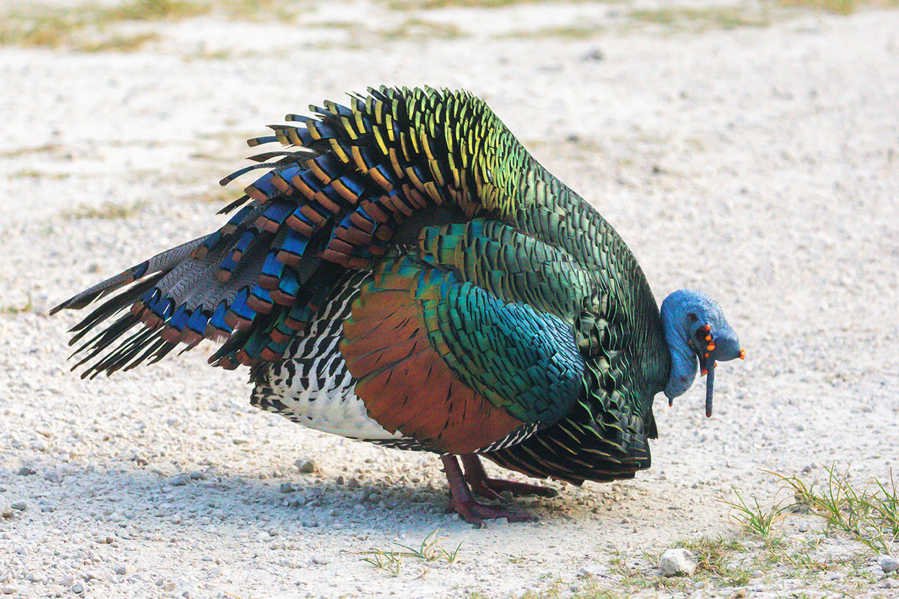 NatureZen: Lifer of the Month Club at Overton Park Conservancy | 4 A turkey with its head deeply bowed