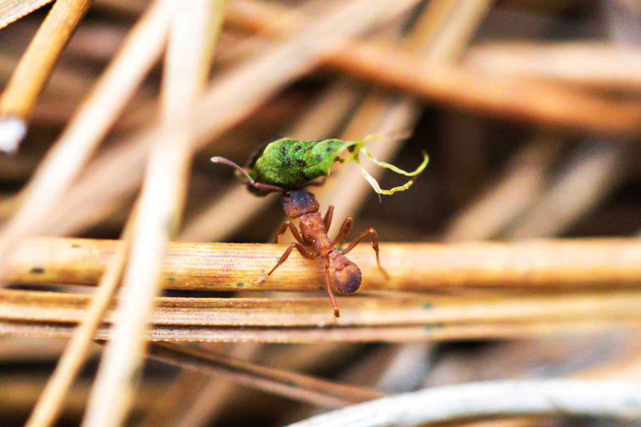 NatureZen: Lifer of the Month Club at Overton Park Conservancy | 6 A red ant sitting on some straw carries a folded-up leaf