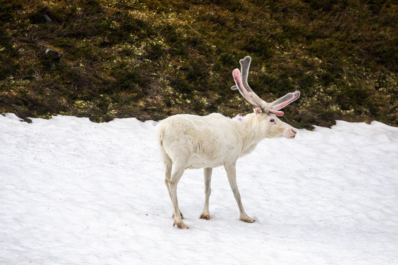 NatureZen: Lifer of the Month Club at Overton Park Conservancy | 7 A white reindeer with fuzzy gray and pink antlers stands in a snow field