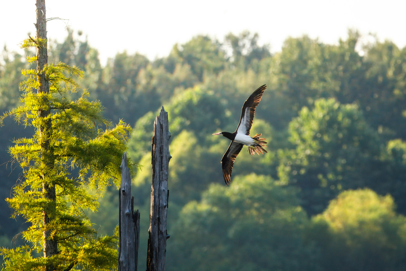 NatureZen: Lifer of the Month Club at Overton Park Conservancy | 8 A bird with a dark head, white belly and underwings, and brown wing and tail feathers flies toward a cypress snag