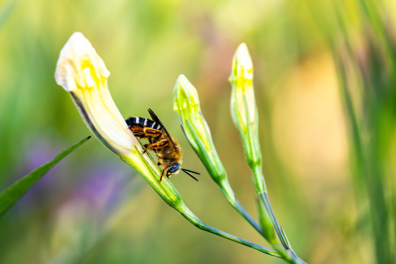 NatureZen: Lifer of the Month Club at Overton Park Conservancy | 9 A fuzzy golden bee with a black and white striped abdomen and blue eyes sits on the spent blossom of a petunia