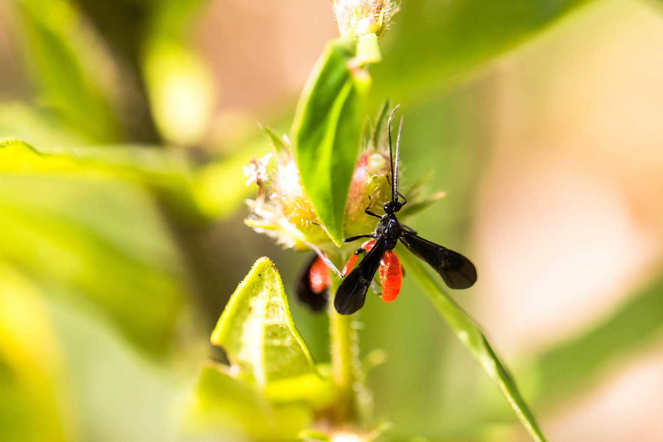 NatureZen: Lifer of the Month Club at Overton Park Conservancy | 10 A wasp with an orange-red abdomen and black wings perches on a flower stem