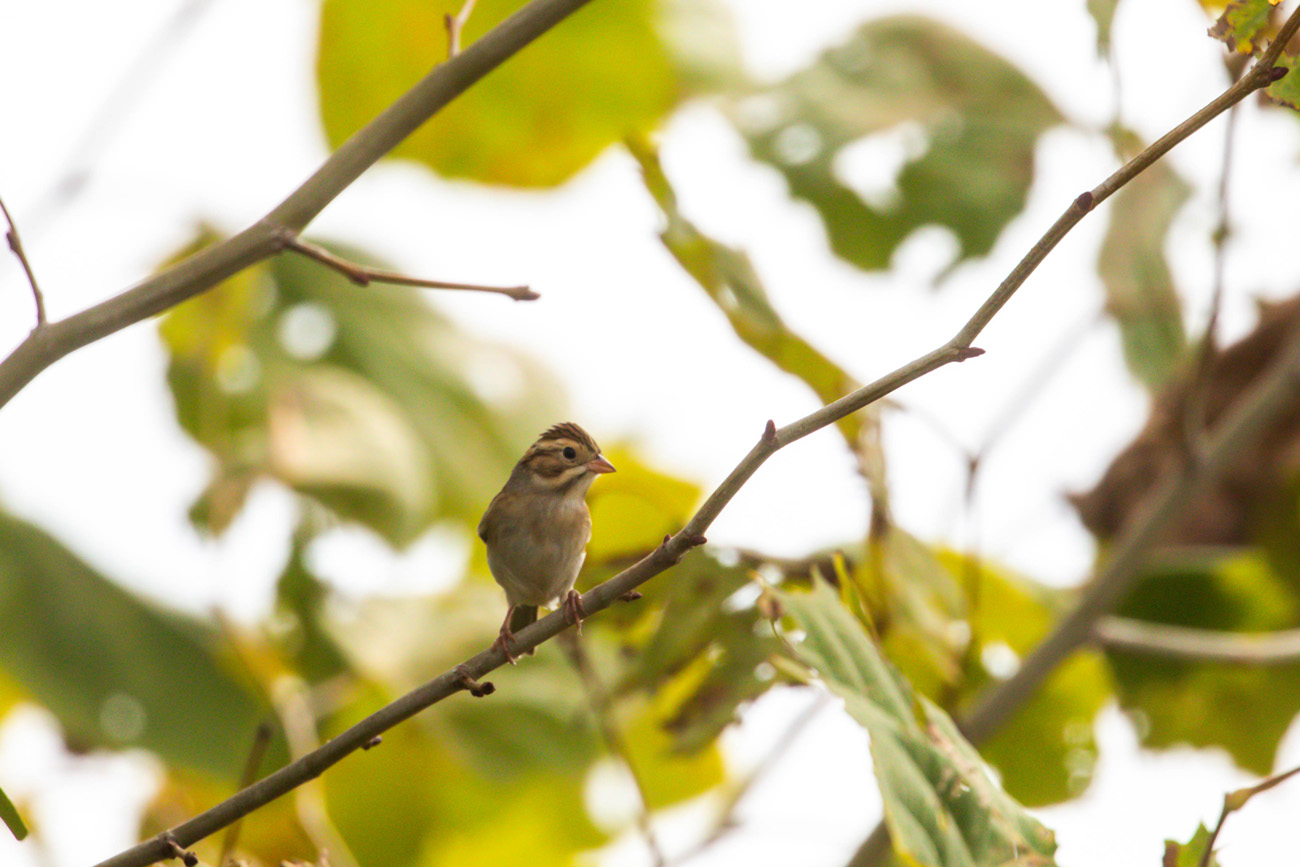 NatureZen: Lifer of the Month Club at Overton Park Conservancy | 11 A small brown bird with stripes on its face sits on a branch