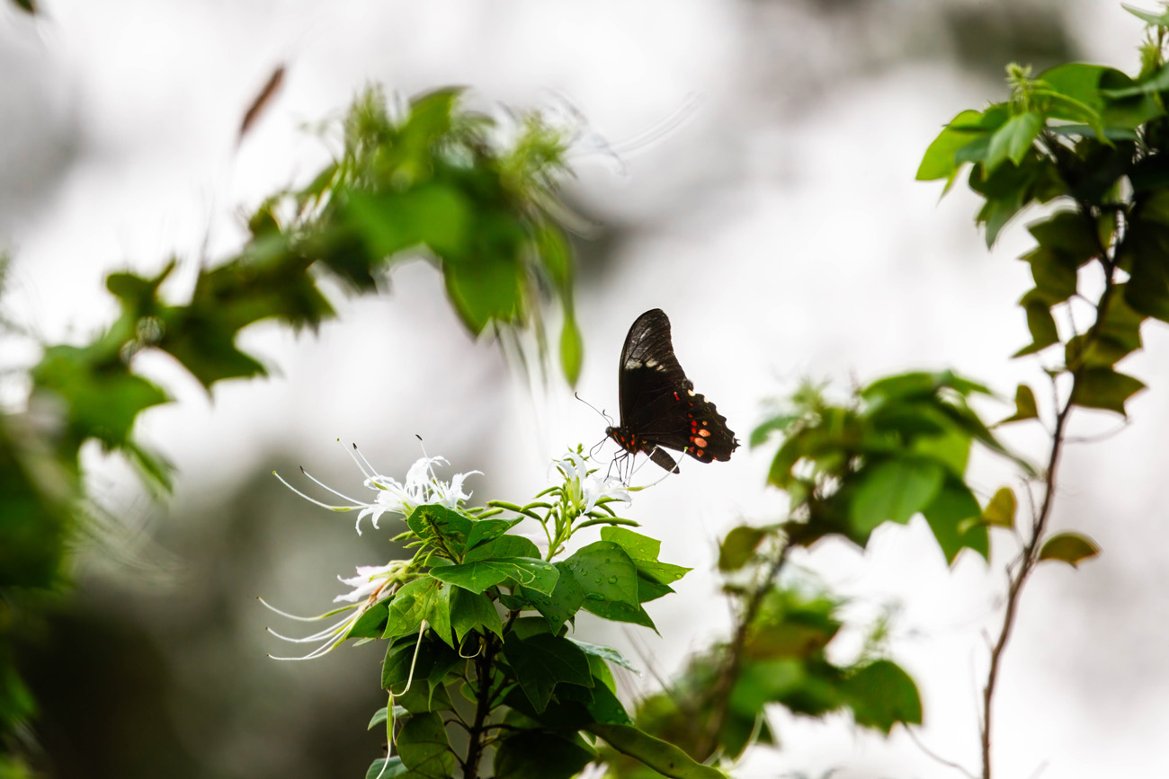 NatureZen: Lifer of the Month Club at Overton Park Conservancy | 12 A black butterfly with red spots on the bottom of its wings nectars from a Mexican orchid flower