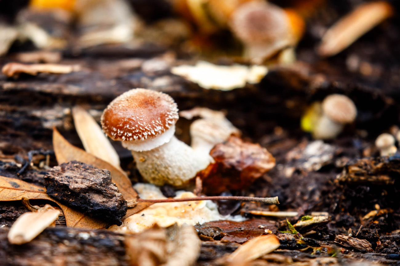 NatureZen: Lifer of the Month Club at Overton Park Conservancy | 13 An orange-brown-capped mushroom grows out of a downed tree