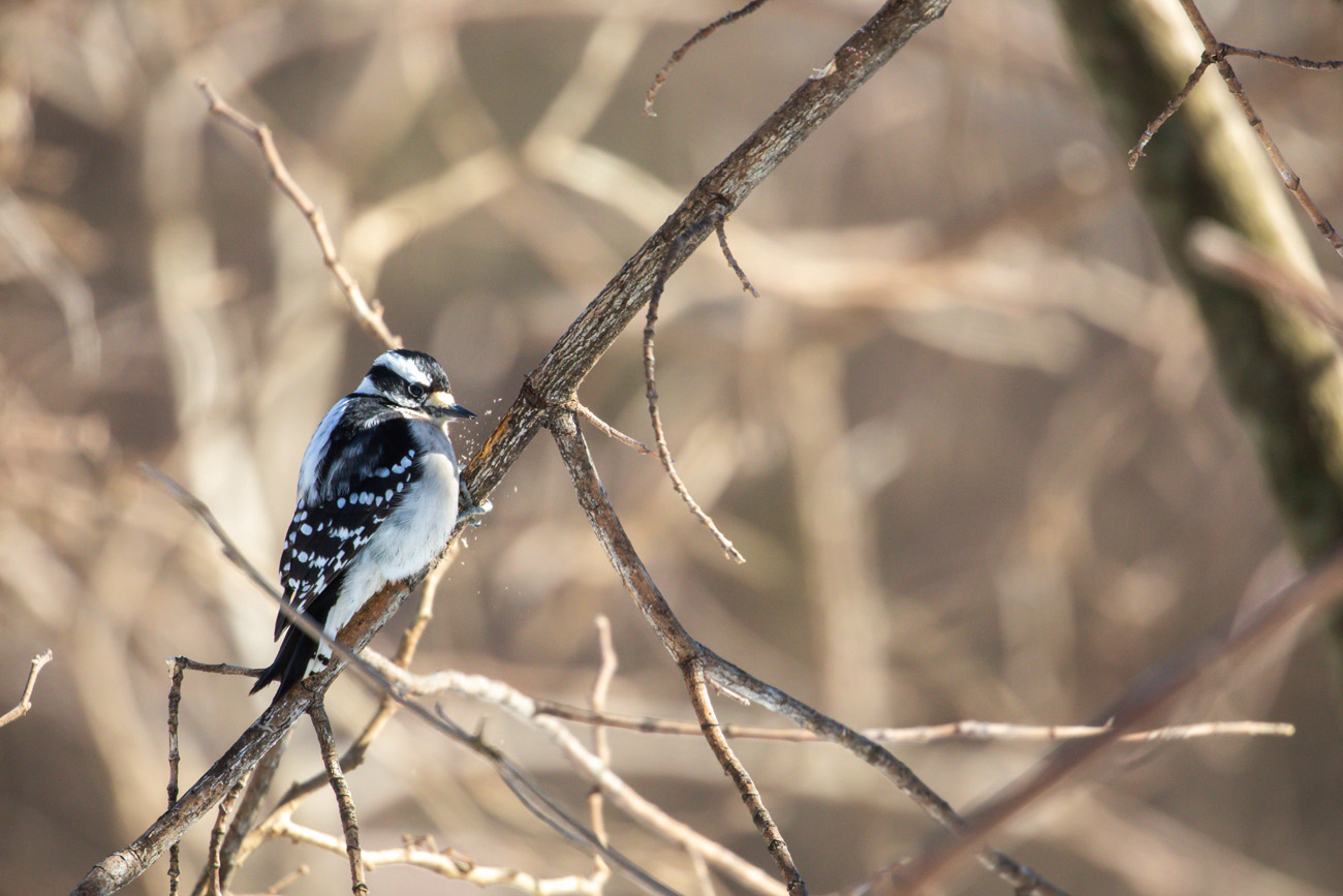 NatureZen: Snowed Out at Overton Park Conservancy | 2 A small black and white woodpecker chips away at a branch, sending wood shards flying