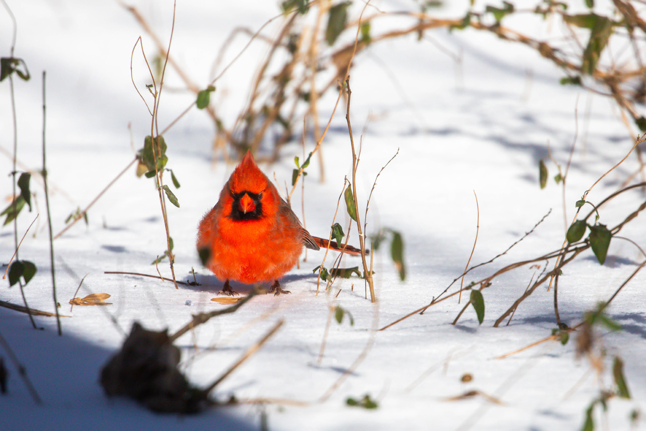 NatureZen: Snowed Out at Overton Park Conservancy | 3 A cardinal looks down at a seed he's dropped in the snow