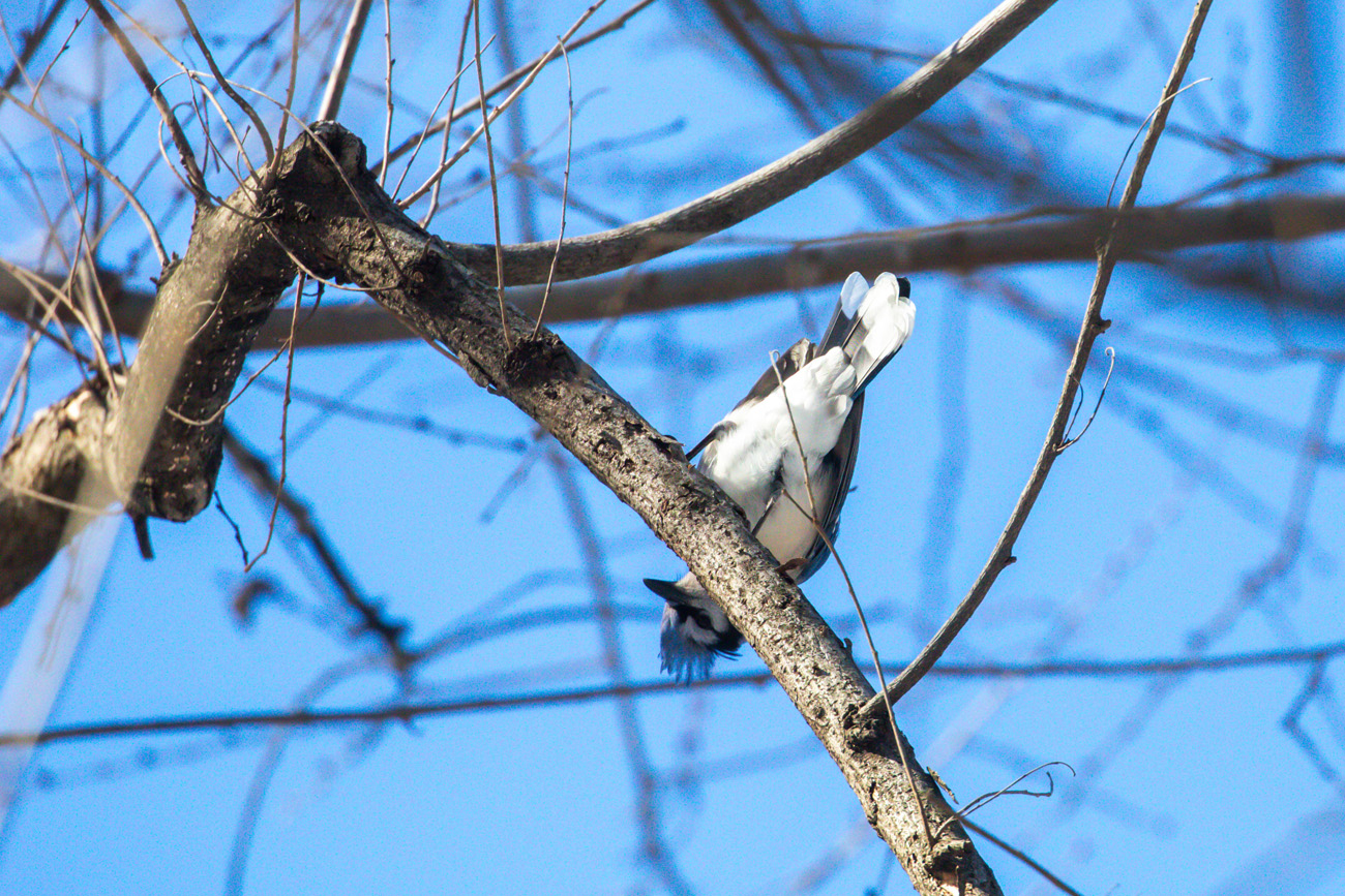 NatureZen: Snowed Out at Overton Park Conservancy | 4 A blue jay hangs upside-down from a branch