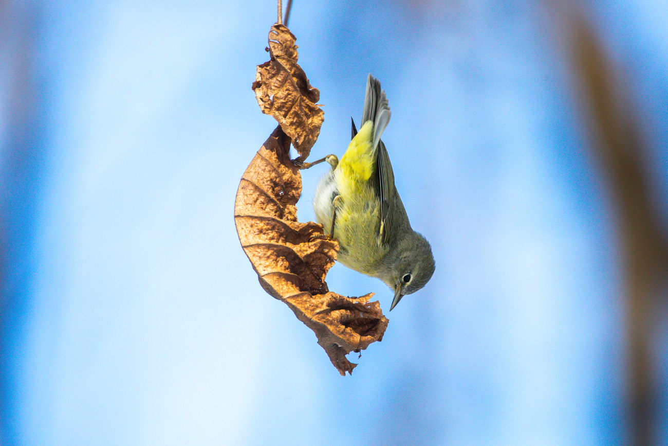 NatureZen: Snowed Out at Overton Park Conservancy | 5 A yellow and gray bird perches upside-down on a brown leaf