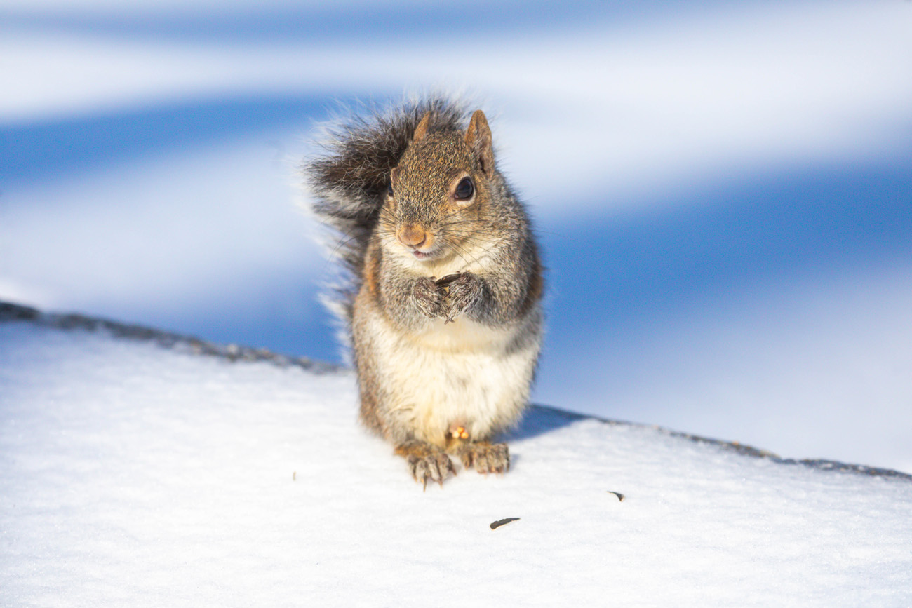 NatureZen: Snowed Out at Overton Park Conservancy | 7 A squirrel huddles up on the snow, clutching its paws together