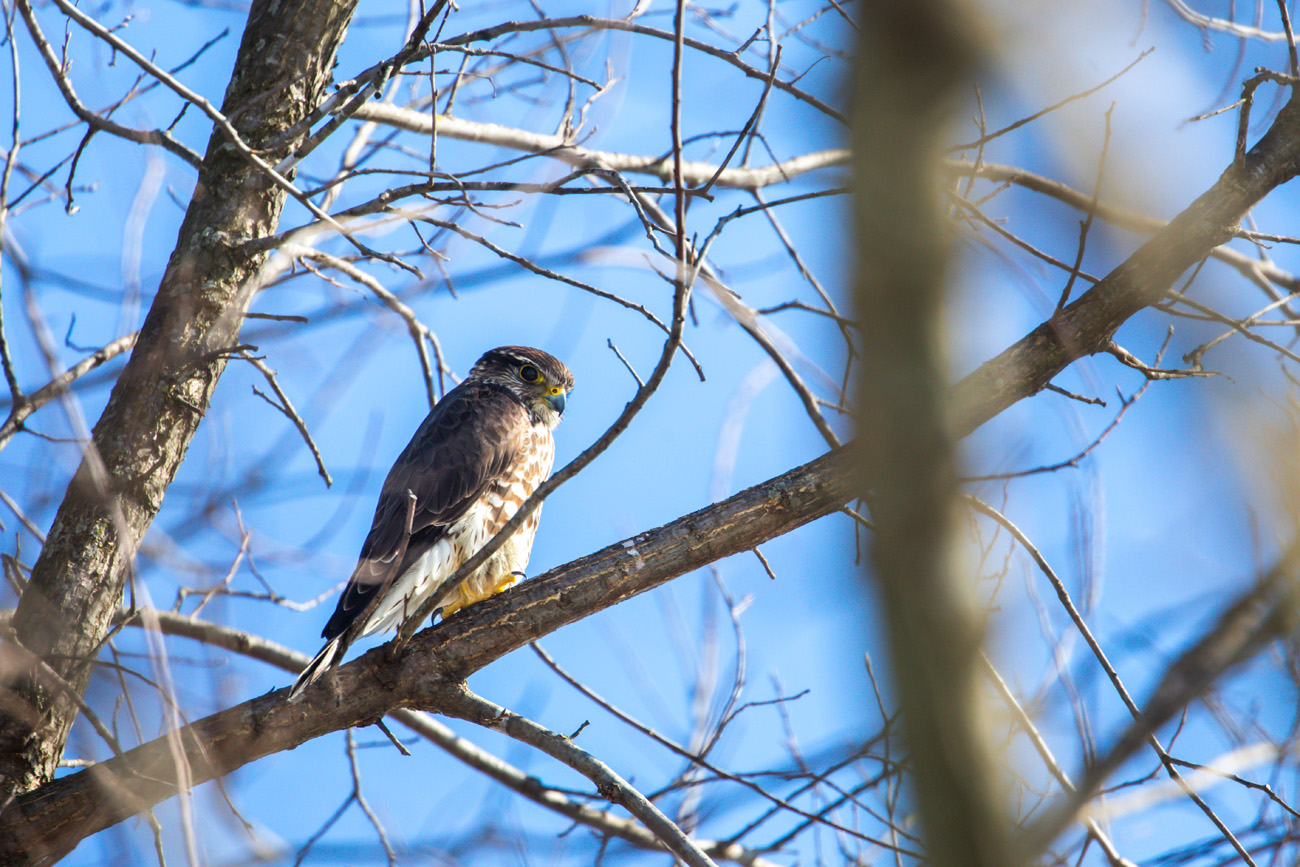 NatureZen: Snowed Out at Overton Park Conservancy | 8 A small, stout falcon with a big yellow-bordered eye perches on a heavy branch
