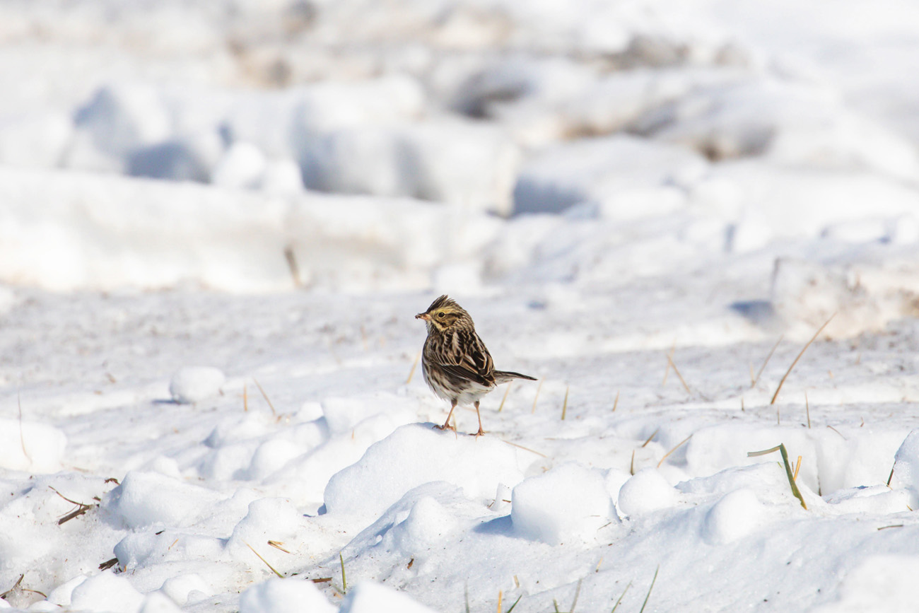 NatureZen: Snowed Out at Overton Park Conservancy | 9 A sparrow with its back to the camera looks over its shoulder while standing on some snow chunks