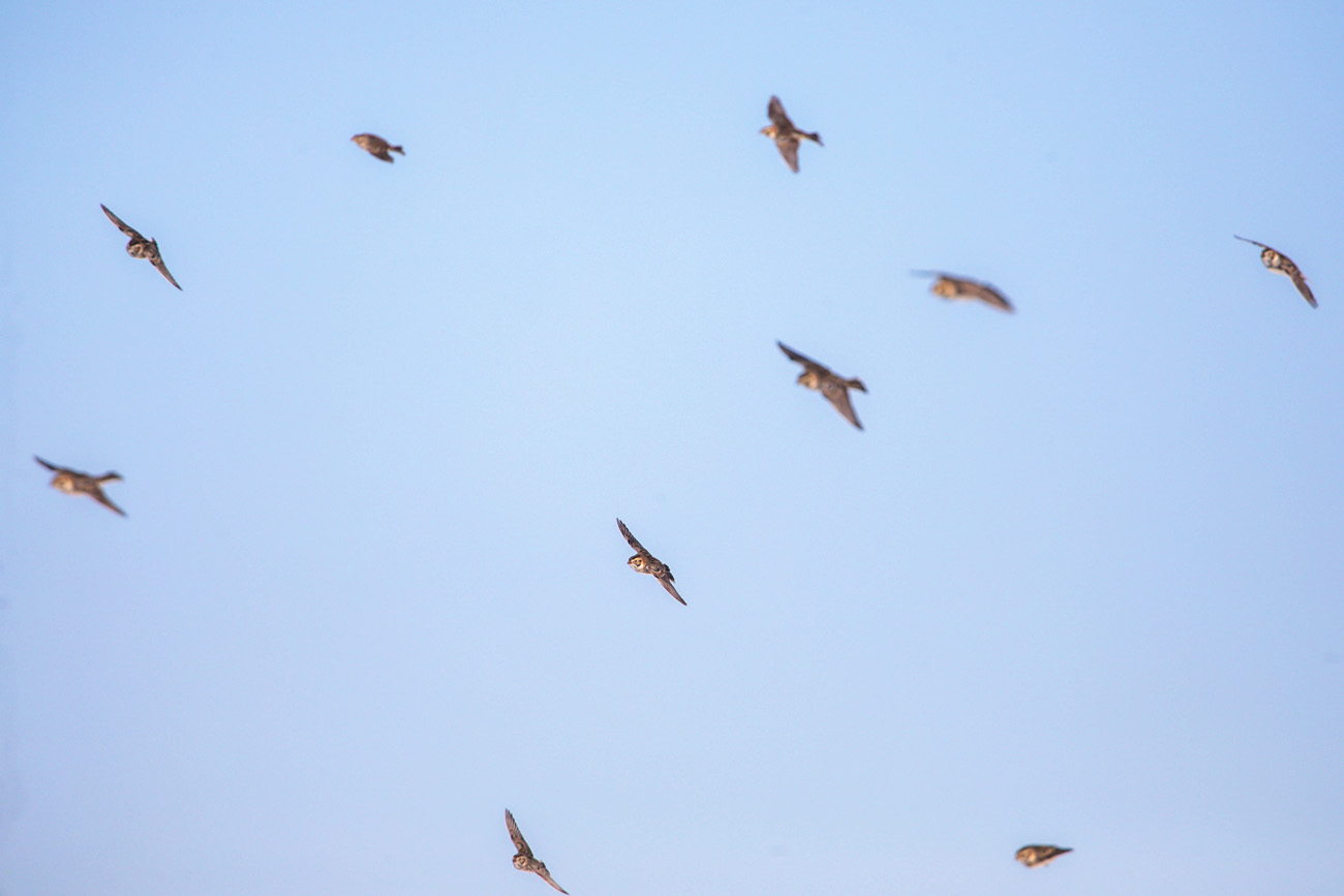 NatureZen: Snowed Out at Overton Park Conservancy | 11 Small brown birds fly toward the camera