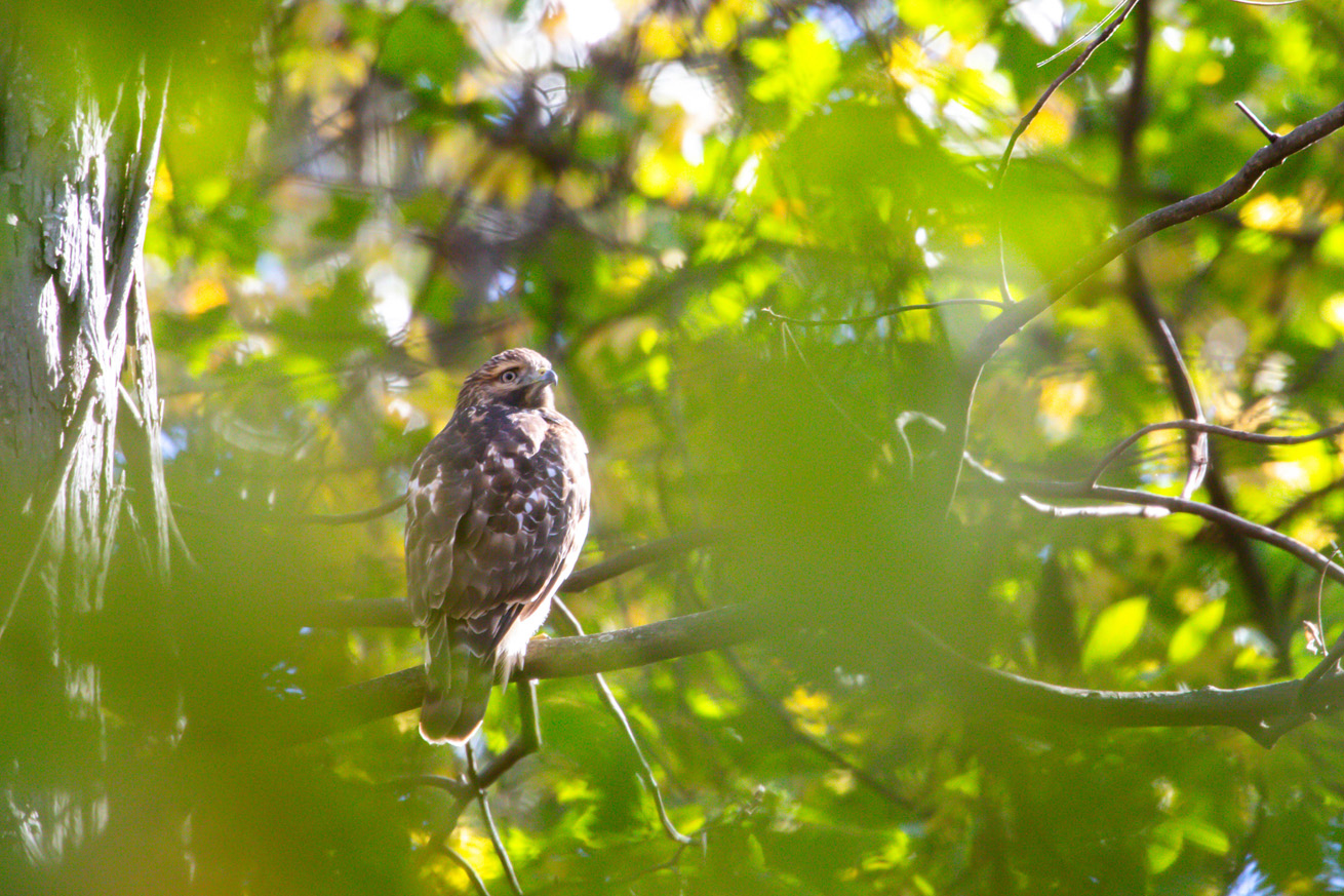 NatureZen: The Bold and the Buteo at Overton Park Conservancy | 4 A juvenile red-shouldered hawk with a somewhat striped face sits amid spring leaves