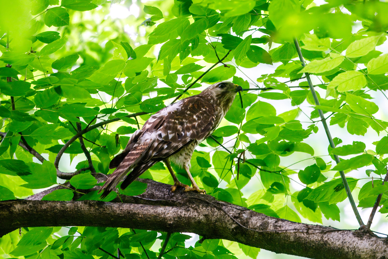 NatureZen: The Bold and the Buteo at Overton Park Conservancy | 6 A year-old red-shouldered hawk in dark plumage leans forward on a branch