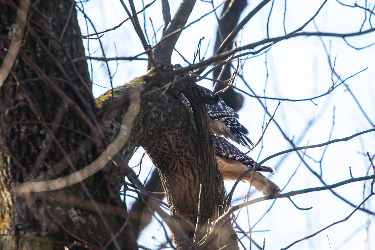 NatureZen: The Bold and the Buteo at Overton Park Conservancy | 8 The tails of two red-shouldered hawks, their bodies obscured by a tree branch