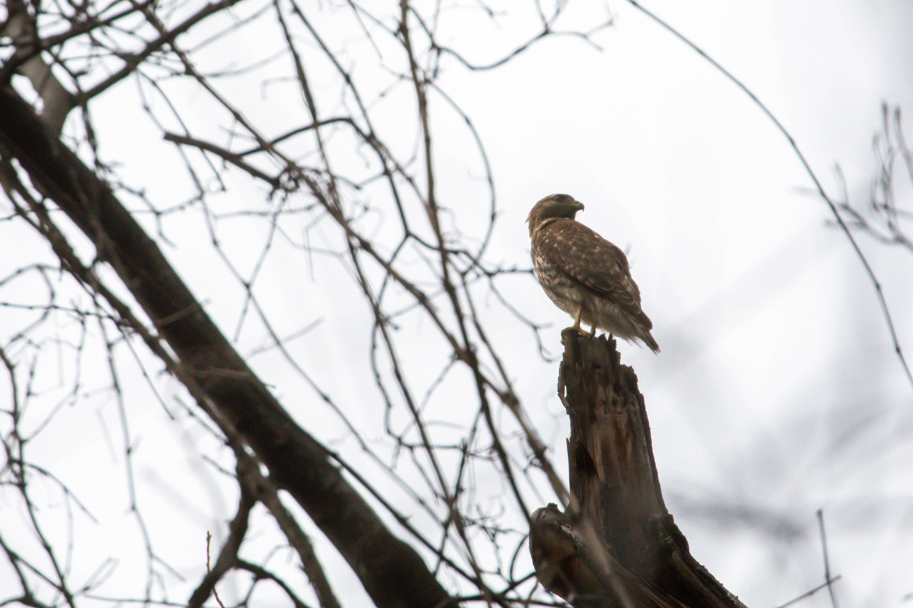 NatureZen: The Bold and the Buteo at Overton Park Conservancy | 10 A compact, dark-plumaged juvenile hawk sits on a snag