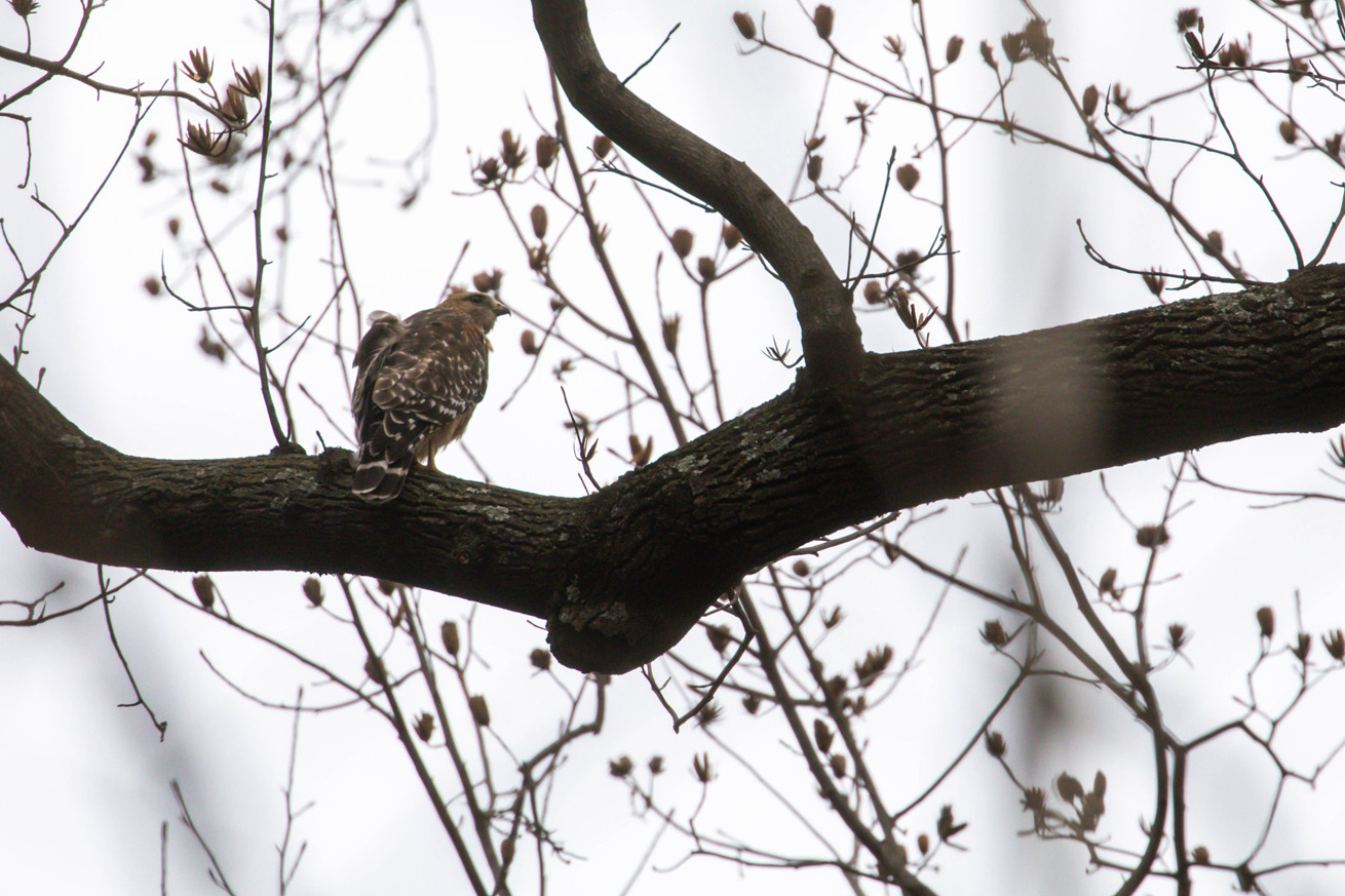 NatureZen: The Bold and the Buteo at Overton Park Conservancy | 11 An adult hawk sits on a tulip tree against a gray sky