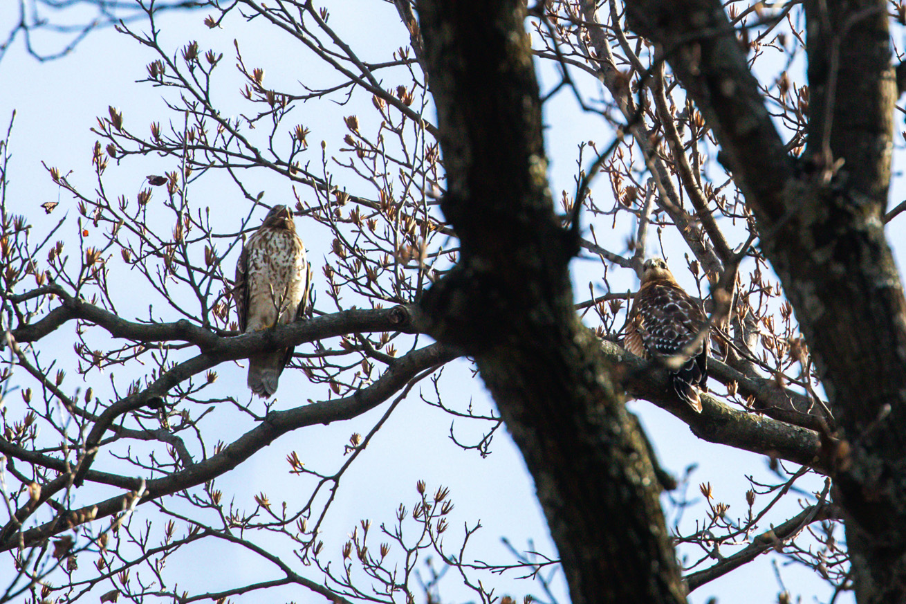 NatureZen: The Bold and the Buteo at Overton Park Conservancy | 12 A juvenile and an adult hawk sit side-by-side; the juvenile is screaming
