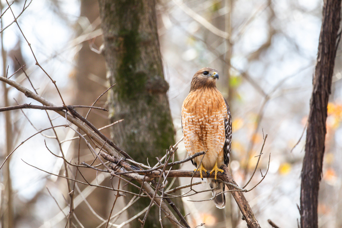 NatureZen: The Bold and the Buteo at Overton Park Conservancy | 13 A female with a brown face sits in front of the camera, looking slightly up