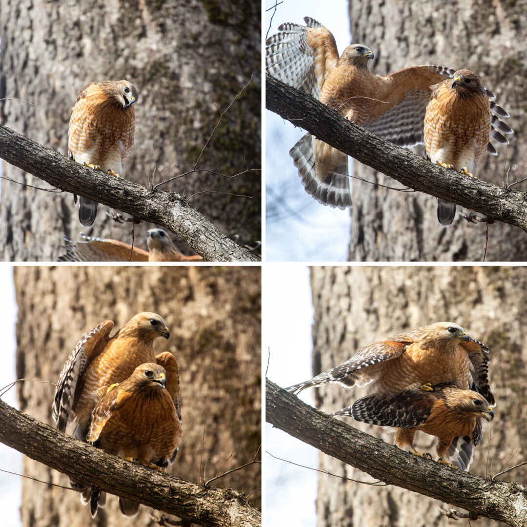 NatureZen: The Bold and the Buteo at Overton Park Conservancy | 15 Four images show the male hawk approach the female, sit beside her, and then jump on her back to mate with her