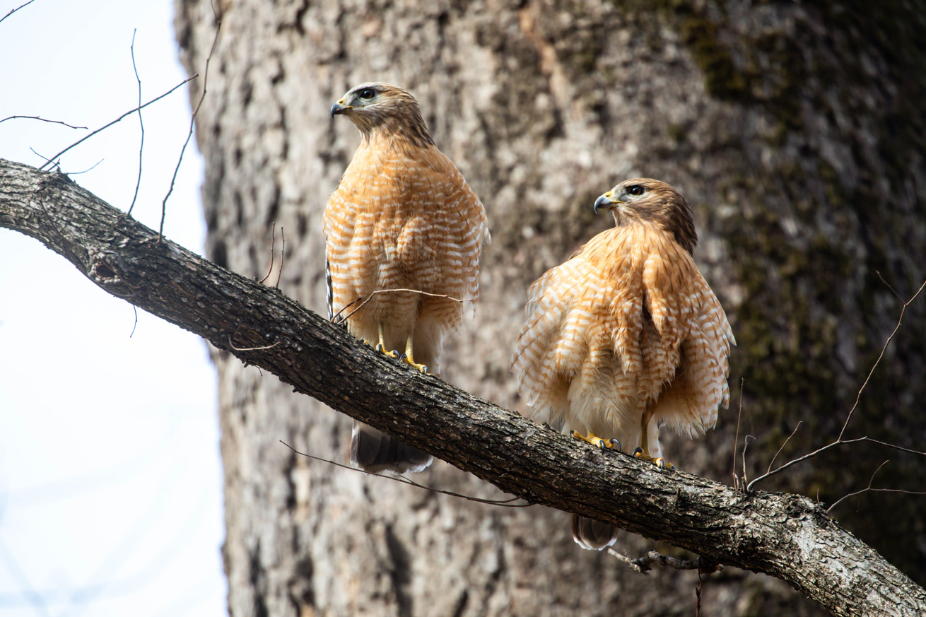 NatureZen: The Bold and the Buteo at Overton Park Conservancy | 1 Ralph And Mariah Pair Golf